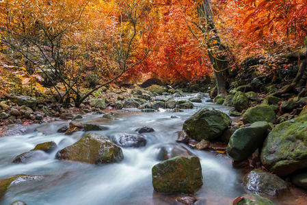 小溪 放松 岩石 纯洁 自然 树叶 落下 运动 公园 天堂