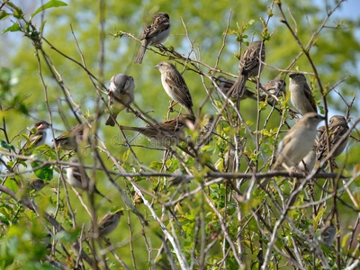 一群麻雀在树枝上