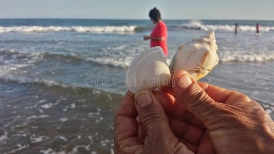 可爱的 蜗牛 太阳 索诺拉 海滩 照片 夏天 墨西哥 日落