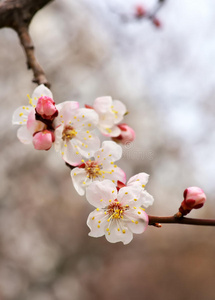 杏树在蓝天上开花。