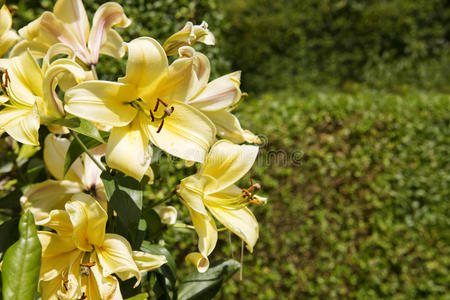 花瓣 植物 花园 文化 花粉 夏天 成长 植物区系 雌蕊