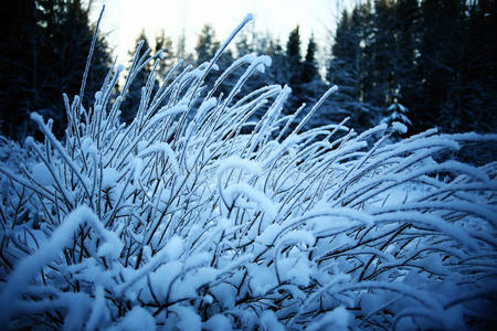 自然 白霜 季节 冻结 雾凇 阴影 圣诞节 小山 攀登 新的