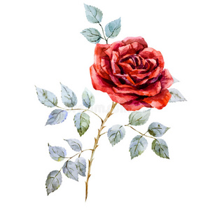 水彩画红玫瑰