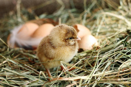演播室 特写镜头 动物 母鸡 干草 鸡蛋 孵化 农场 自然