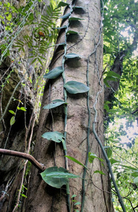 树叶 雨林 南方 树干 古老的 树皮 自然 木材 丛林 植物
