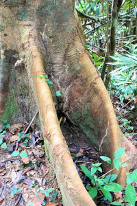 森林 丛林 植物 分支 南方 木材 树叶 植被 自然 树皮