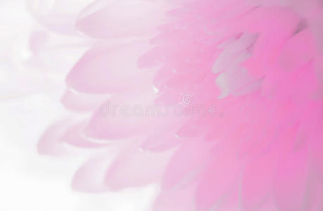 罗马人 浪漫 花瓣 工艺 米色 纸张 粉红色 美女 莲花