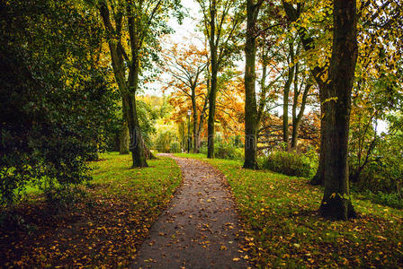美丽的秋天欧洲公园元素特写。