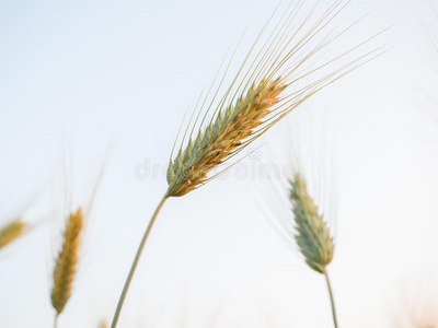 农村田野里的小麦耳朵
