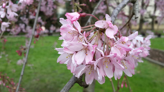 粉红色 开花 梅子 自然 花园 分支 春天 花的 公园 城市