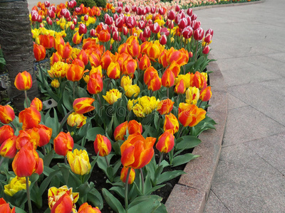 花坛里鲜艳的郁金香,美化环境碗里的水混合着香水和鲜艳的花冠,泰国