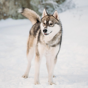 动物 自然 繁殖 宠物 美丽的 寒冷的 小狗 纯种 漂亮的
