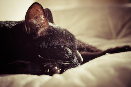 睡着的黑猫