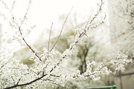 植物区系 开花 生长 日本人 特写镜头 美丽的 分支 美女