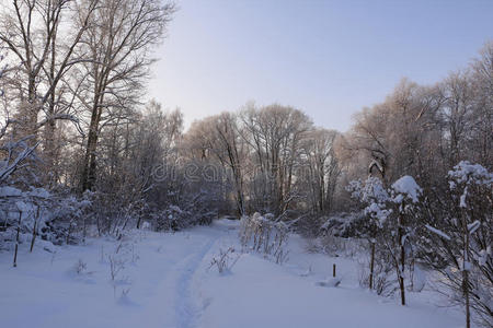 下雪 公园 美丽的 森林 花园 灌木丛 情景 场景 分支