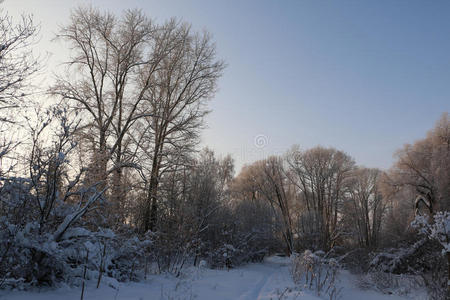 季节 一月 长凳 寒冷的 花园 十二月 下雪 美丽的 自然