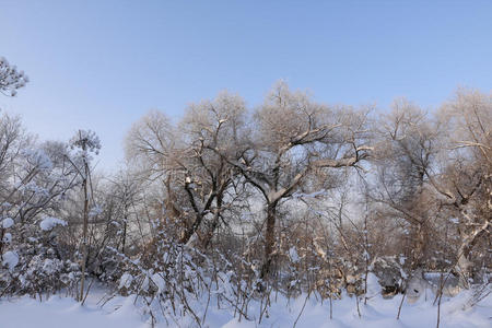 场景 分支 灌木丛 二月 花园 自然 寒冷的 下雪 气候