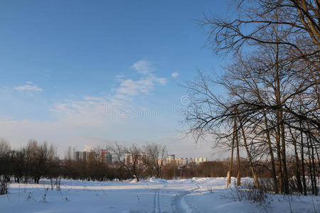 美丽的 一月 灌木丛 圣诞节 阴影 自然 下雪 公园 十二月