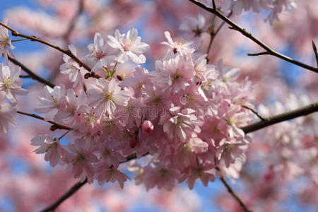 紫色 花瓣 樱桃 精灵 粉红色 特写镜头 四月 浪漫的 花儿