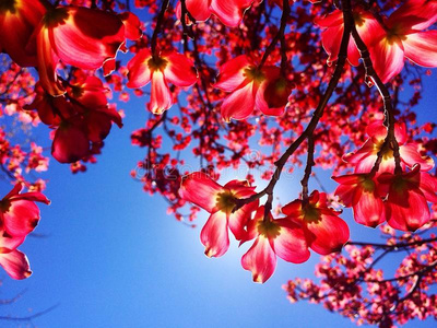 粉红山茱萸花