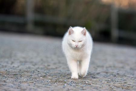 围绕 花园 繁殖 动物 狩猎 生活 毛茸茸的 运行 美丽的