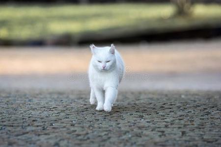 猫科动物 危险的 运行 生活 宠物 眼睛 可爱的 乐趣 春天