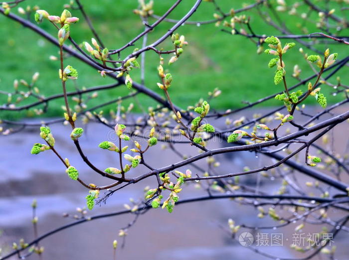 春芽