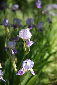 植物 领域 花园 盛开 紫罗兰 开花 特写镜头 六月 颜色