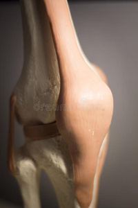 解剖 骨质疏松症 软骨 骨科 损伤 韧带 人类 髌骨 生物学