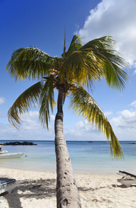 热带岛屿上的棕榈树