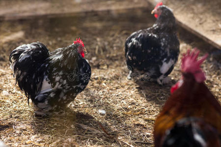 波兰的母鸡图片-波兰的母鸡素材-波兰的母鸡插画-摄图新视界