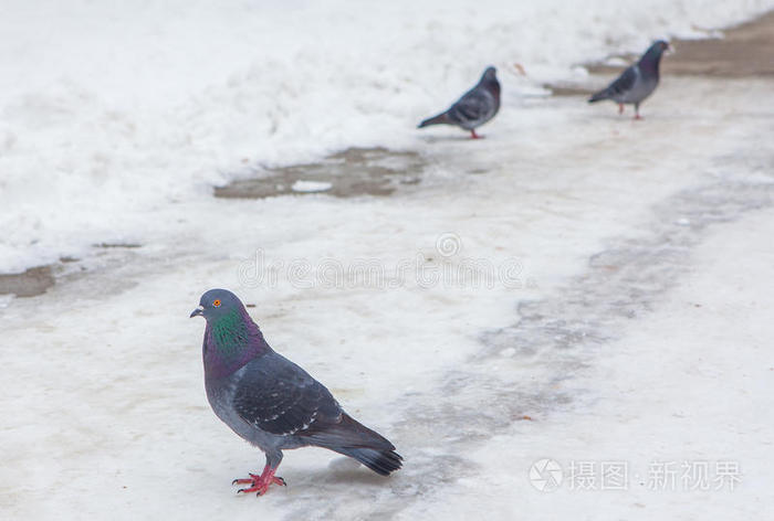 雪上的鸽子