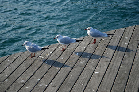 海鸥 野生动物 羽毛 日落 威斯康辛州 港湾 夏天 码头