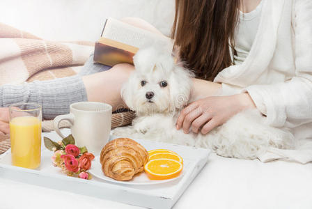 可可 宠物 享受 适合 家装 早餐 营养 食物 雷拉 床上用品