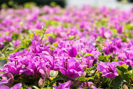 黑斑羚 花园 蜻蜓 沙漠 美丽的 佛陀 蜂蜜 土地 百合花