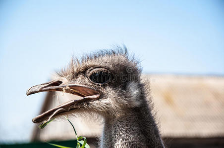 非洲黑鸵鸟图片