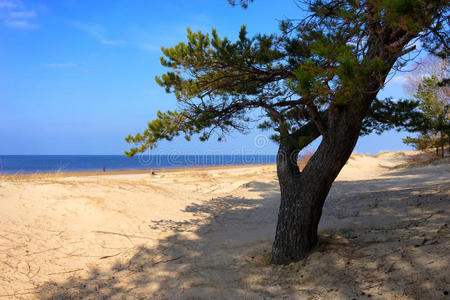 波罗的海沙丘上的松树