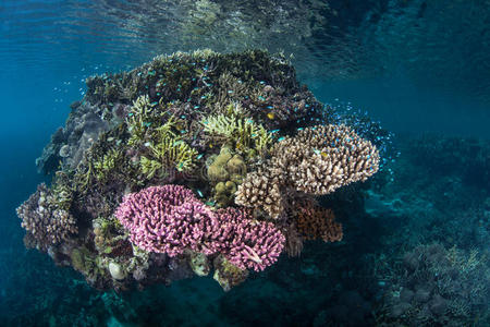 竞争 生态学 潜水 深的 进化 保护 岛屿 栖息地 生态系统