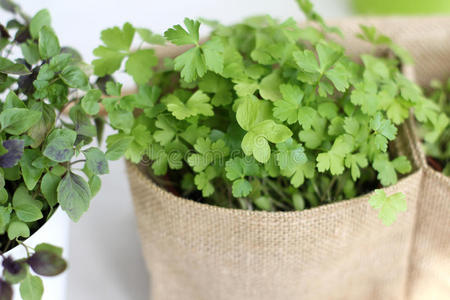 芳香疗法 药物 园艺 草本植物 厨房 意大利语 花园 食物