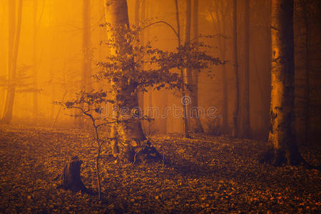 幻想 森林 神秘 阳光 公园 秋天 太阳 风景 神秘的 早晨