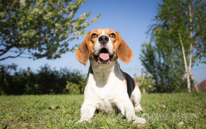 比格犬在训练过程中