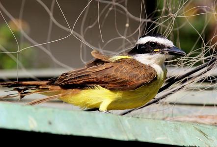 羽毛 观鸟 生活 生态学 特写镜头 美丽的 美女 鸟类学