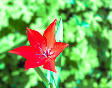 领域 花园 生活 成长 植物学 芬芳 植物区系 生长 颜色