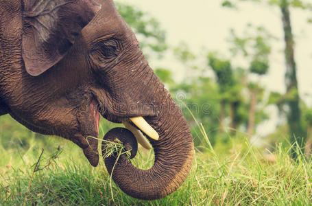 尼泊尔大象