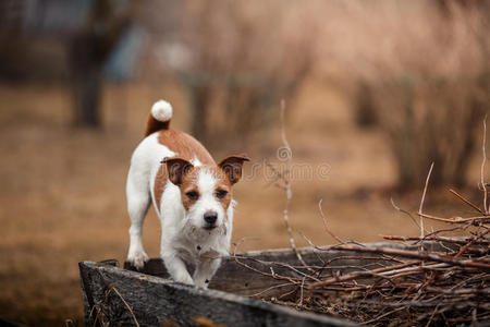 狗品种杰克罗素猎犬在公园散步