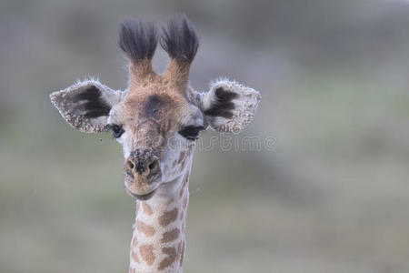 美丽的 可爱的 长颈鹿 国家的 食草动物 坦桑尼亚 旅行