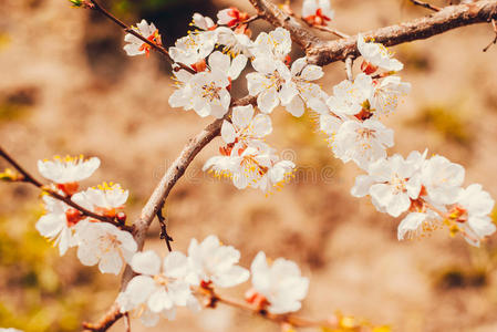 垂枝杏图片-垂枝杏素材-垂枝杏插画-摄图新视界
