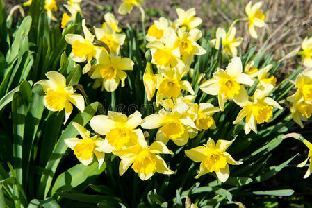 花坛用黄水仙花盛开在春天，春天的花，花，初花