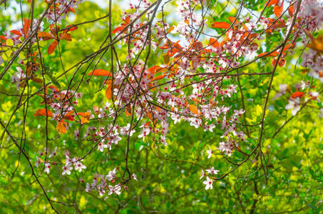 森林 自然 季节 美女 太阳 花瓣 树叶 分支 樱桃 植物