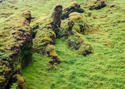 灌木丛 地质学 薄雾 岩石 生态区 苔藓 露头 风景 小山